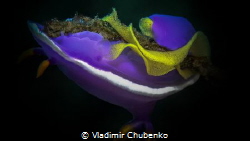 Nudibranch with caviar by Vladimir Chubenko 